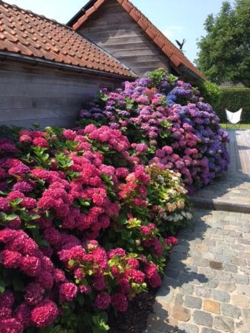 Flemish Cottage オーストカンプ エクステリア 写真